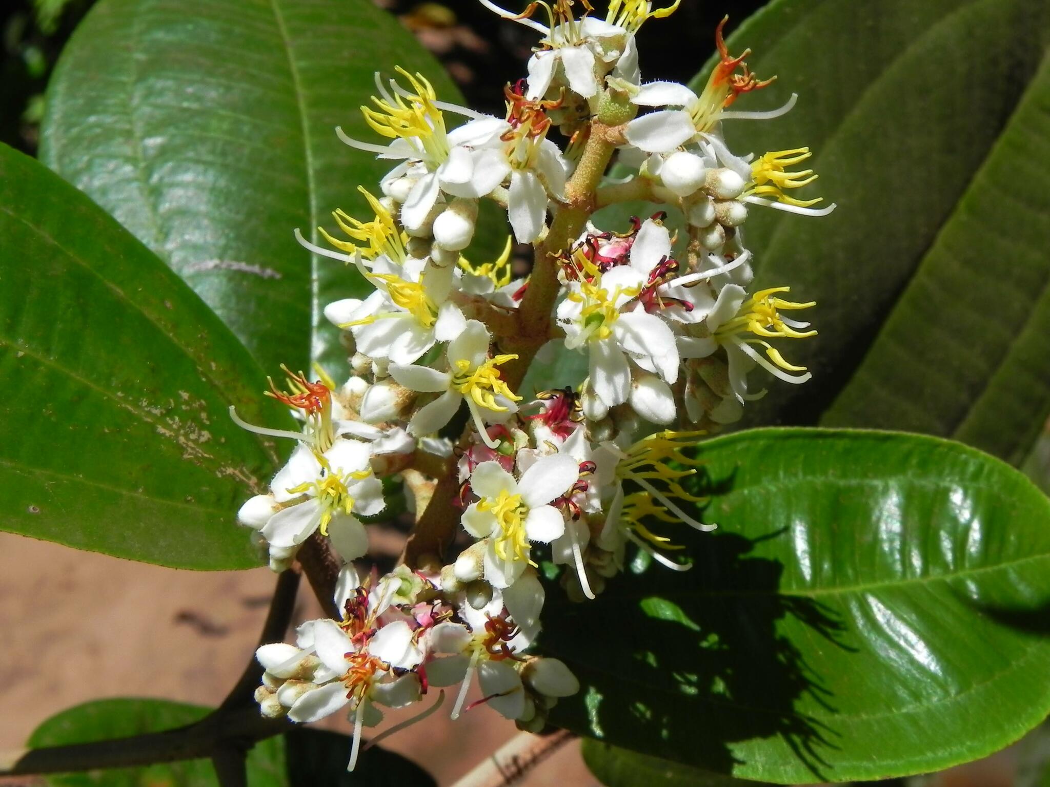 Miconia stenostachya