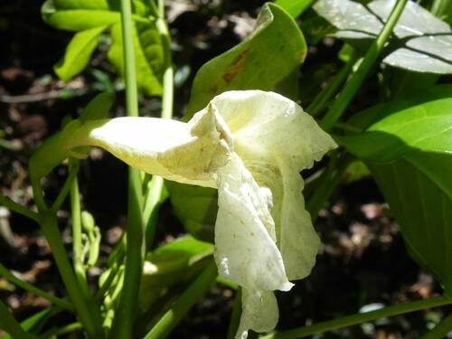 Foto de Tabebuia insignis