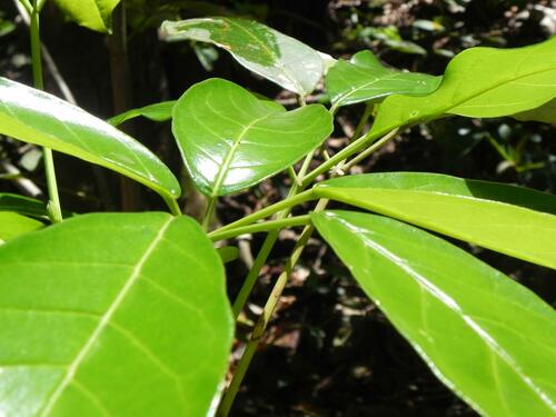 Foto de Tabebuia insignis