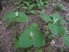 Trillium albidum