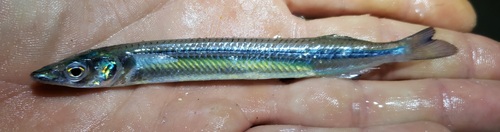 Hardhead (Chriodorus atherinoides) — Hemiramphidae — 3