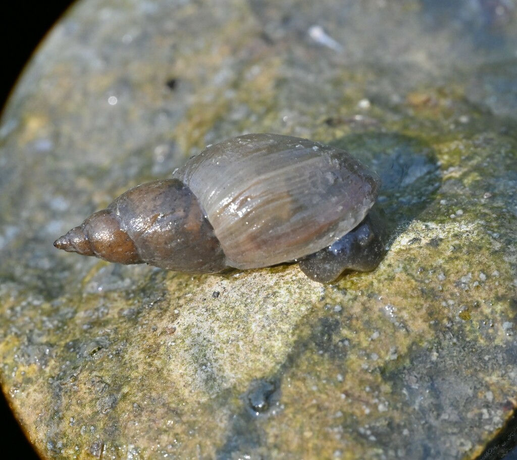 Marsh Pondsnail