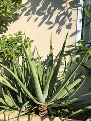 Aloe vera