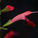 Salvia coccinea - Photo (c) Alex Abair, alguns direitos reservados (CC BY-NC), uploaded by Alex Abair