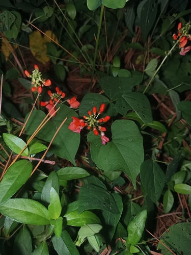 Image of Runner Bean (Phaseolus coccineus) by (c) Ricardo Betancourt Sánchez, some rights reserved (CC BY)
