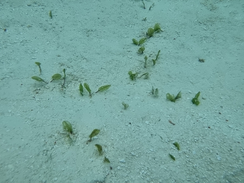 Halophila ovalis observed 2023-09-10