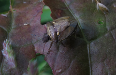 Eysarcoris aeneus