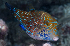Spider-Eye Puffer photo 5