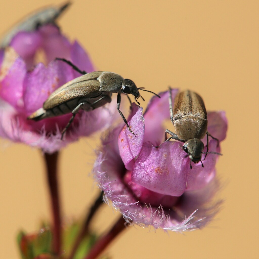 Austromordella verticordiae