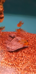 Mikrogeophagus