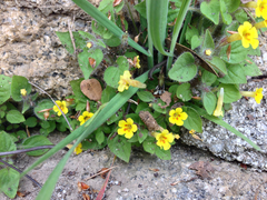 Erythranthe floribunda