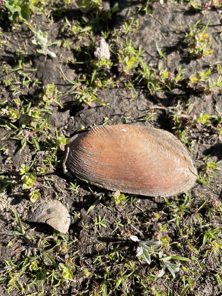 Diplodon ellipticus