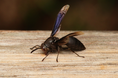 Parachartergus pseudapicalis