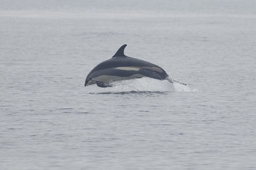 Atlantic White-sided Dolphin (Leucopleurus acutus)