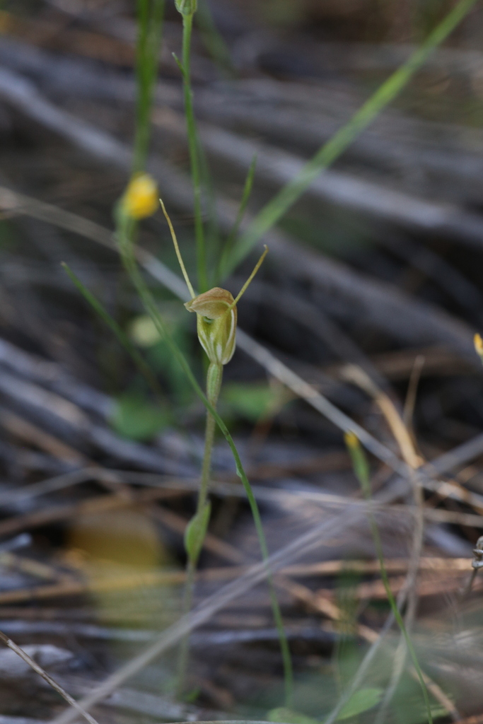 Pterostylis setulosa