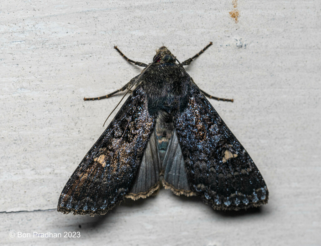 Feliniopsis siderifera