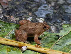Lingnan Floating Frog photo 2