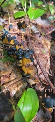 Leotia lubrica image