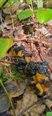 Leotia lubrica image