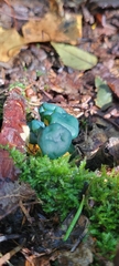 Leotia lubrica image