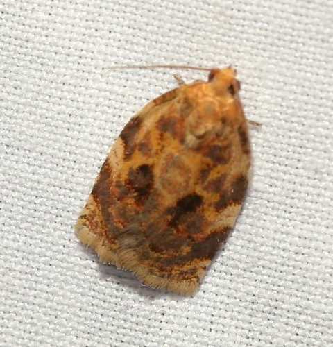 Oak Webworm Moth photo 3