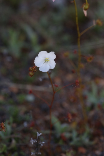 Drosera andersoniana (Drosera andersoniana)