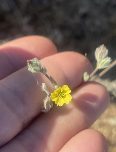 iNaturalist observation photo of common hareleaf