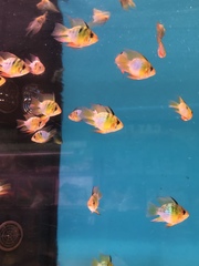 Mikrogeophagus