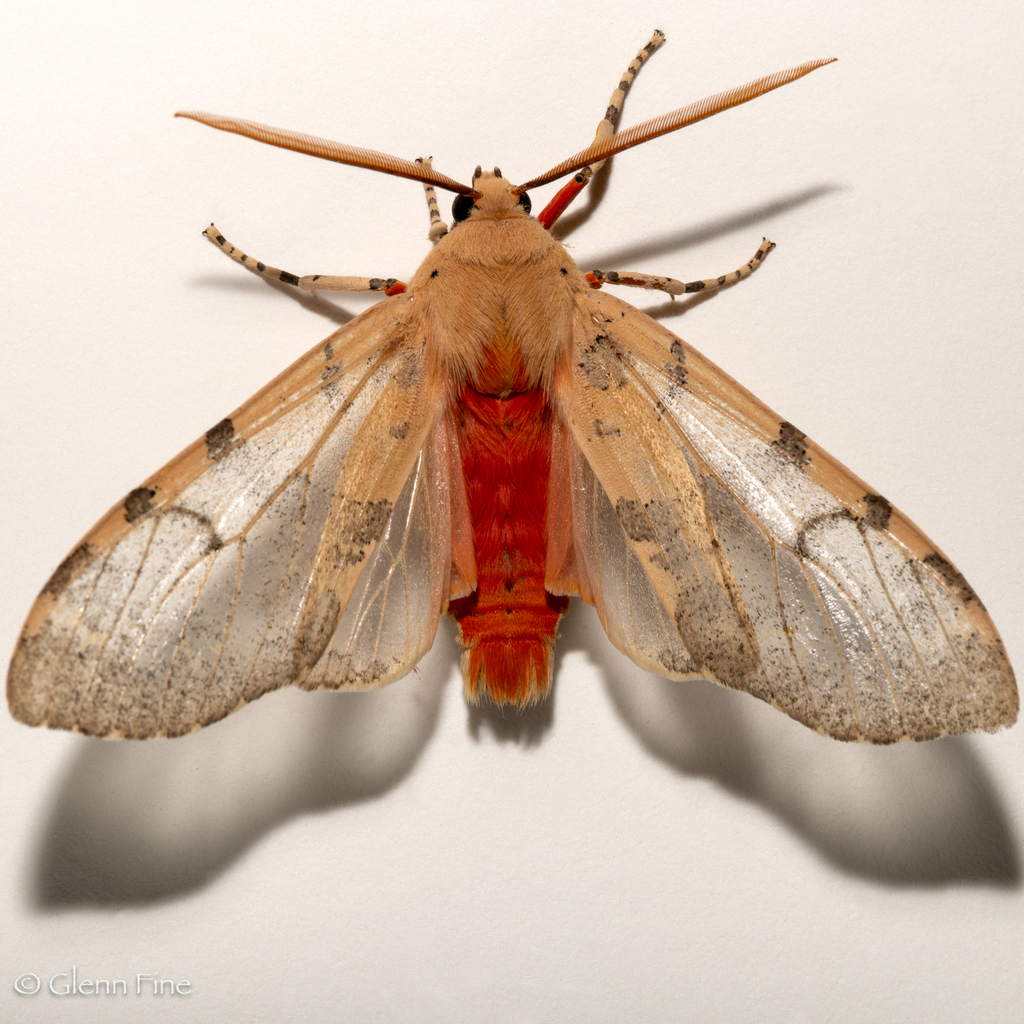 Pseudohemihyalea