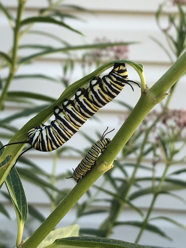 Monarch photographed in Missouri