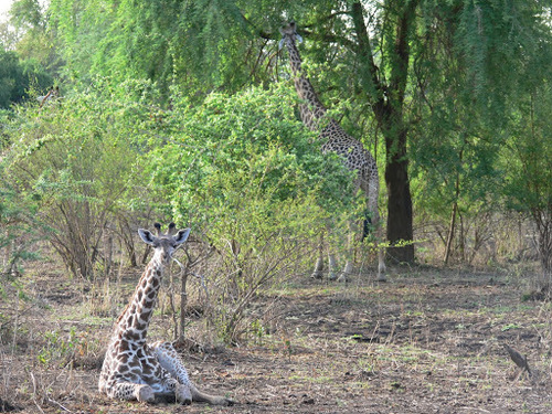Giraffa tippelskirchi