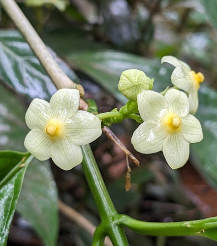 Matelea palustris, 2023-09-09