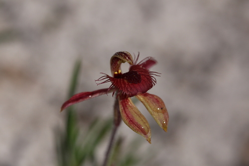 Image of Caladenia discoidea by (c) Hugo Innes, some rights reserved (CC BY)