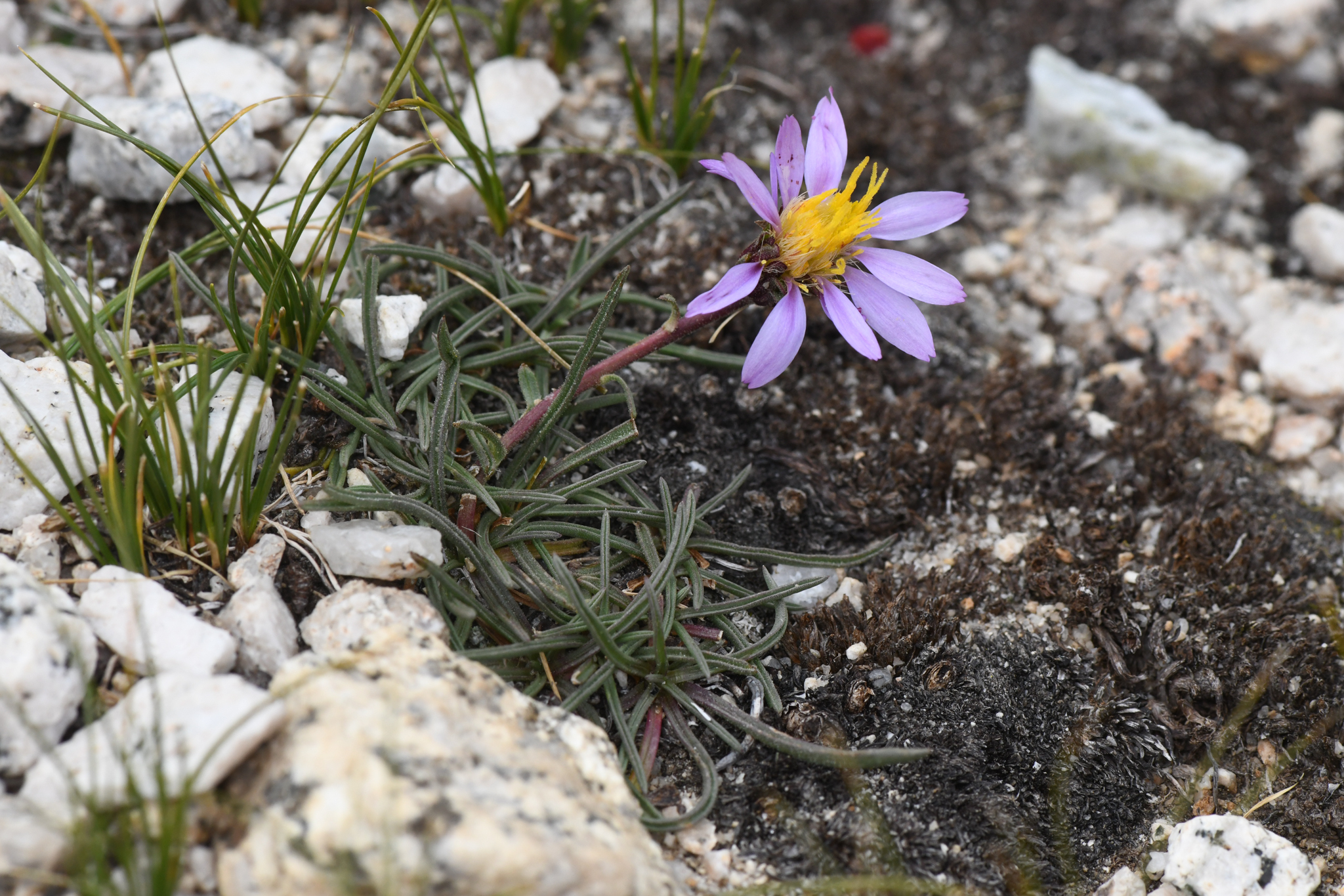 Oreostemma peirsonii