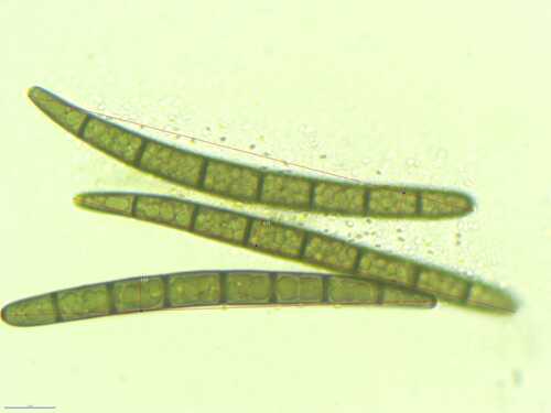 Geoglossum (Photo 4 of 6)