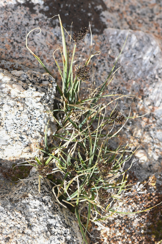 Heller's sedge (Carex helleri)