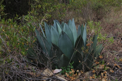 Agave sylvesteriana