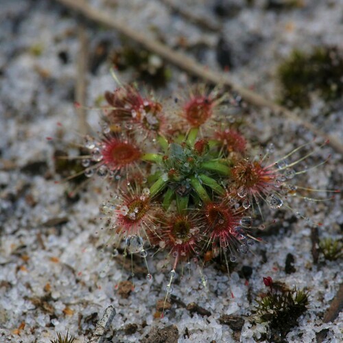 Drosera sewelliae