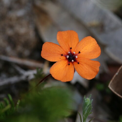 Drosera sewelliae