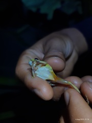 North Andean Treefrog photo 4