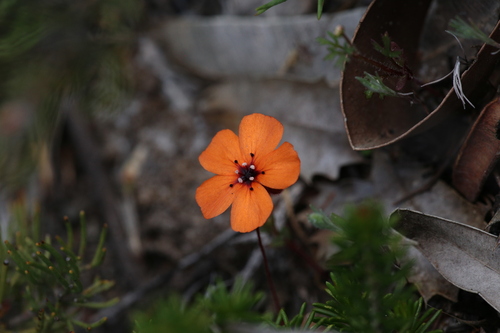 Drosera sewelliae