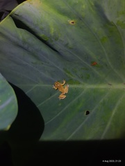 North Andean Treefrog photo 3