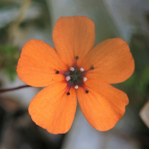 Drosera sewelliae