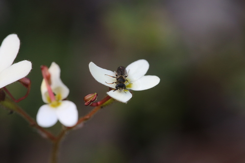 Image of Stylidium hispidum by (c) Hugo Innes, some rights reserved (CC BY)