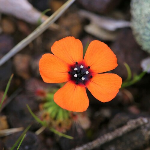 Drosera sewelliae (Drosera sewelliae)
