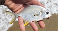 Florida Pompano photo 2