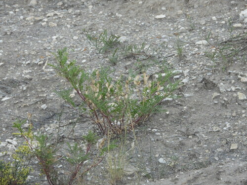 Image of Astragalus pattersonii by (c) Jared Shorma, some rights reserved (CC BY)