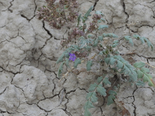Gina's phacelia (Phacelia gina-glenneae)