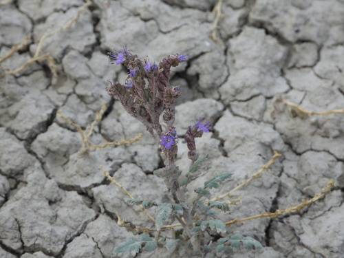 Gina's phacelia (Phacelia gina-glenneae)