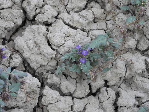 Image of Phacelia gina by (c) Jared Shorma, some rights reserved (CC BY)